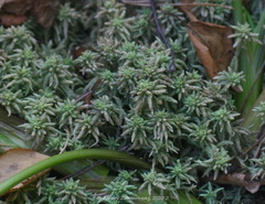Subsecunda