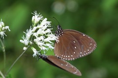 Euploea tulliolus koxinga