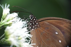 Euploea tulliolus koxinga
