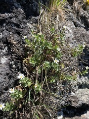Vittadinia australis