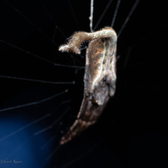 Arachnura