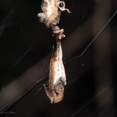 Arachnura