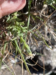Vittadinia australis