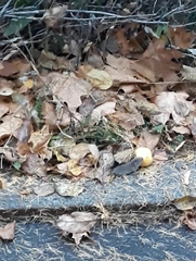 Muroidea