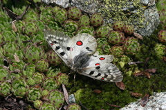 Parnassius phoebus sacerdos