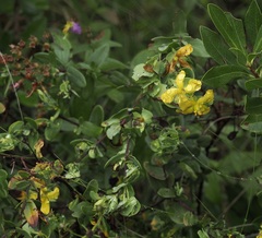 Hypericum crux-andreae