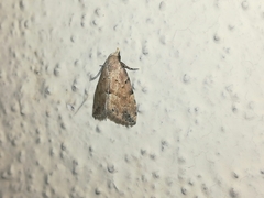 Hypenodes fractilinea