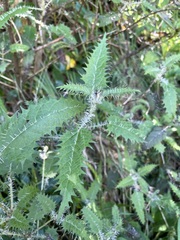 Urtica ferox
