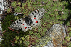 Parnassius phoebus sacerdos