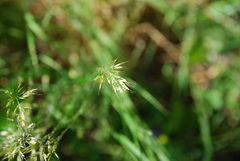 Trisetum flavescens