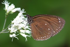 Euploea tulliolus koxinga