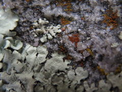 Rufoplaca arenaria