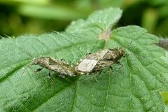 Heterogaster urticae