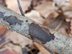 Graphostroma platystomum