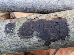 Graphostroma platystomum