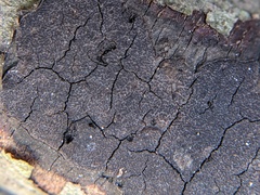 Graphostroma platystomum