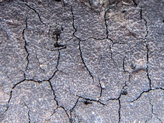 Graphostroma platystomum