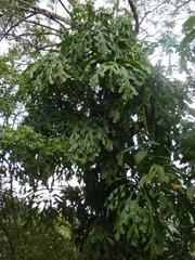 Anthurium clavigerum
