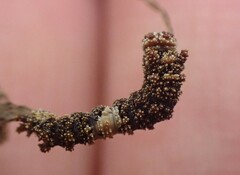 Limenitis