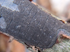 Graphostroma platystomum