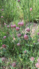 Trifolium hirtum