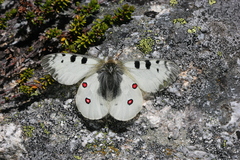 Parnassius phoebus sacerdos