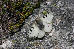 Parnassius phoebus sacerdos