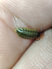 Porcellionides sexfasciatus lusitanus