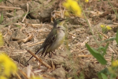 Motacilla tschutschensis