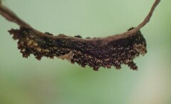 Limenitis