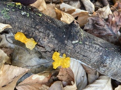 Tremella mesenterica