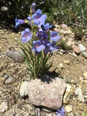 Penstemon penlandii