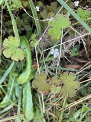Geranium microphyllum