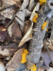 Tremella mesenterica