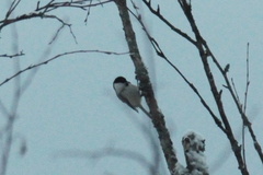Poecile palustris