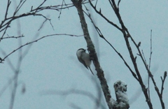 Poecile palustris