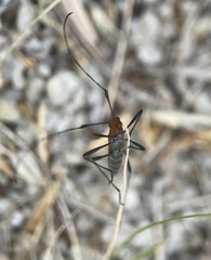 Psilomorpha tenuipes