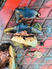 Hortiboletus campestris