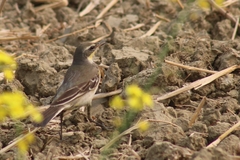 Motacilla tschutschensis