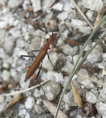 Psilomorpha tenuipes