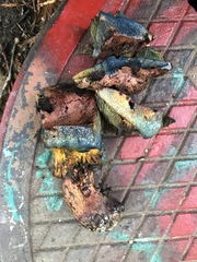 Hortiboletus campestris