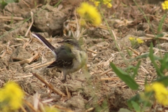 Motacilla tschutschensis