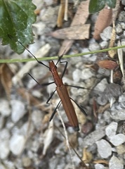 Psilomorpha tenuipes