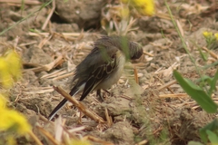 Motacilla tschutschensis