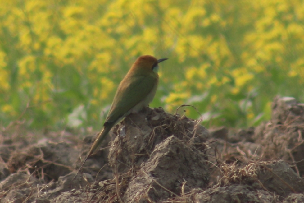 Asian Green Bee-eater