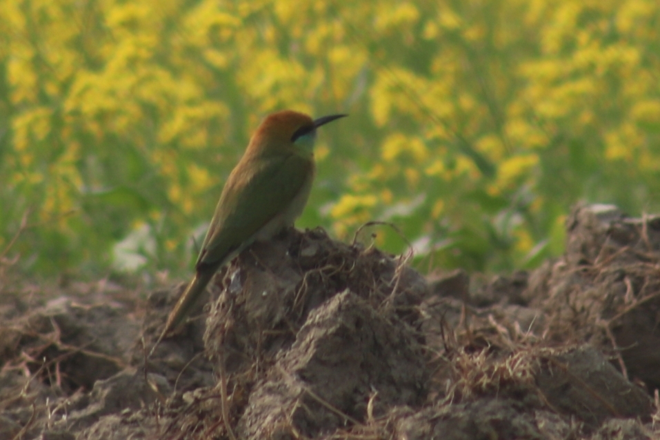 Asian Green Bee-eater