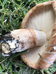 Tricholoma fracticum