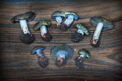 Cortinarius flavobasilis