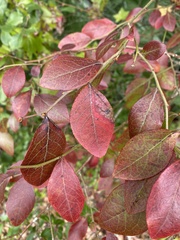 Vaccinium formosum
