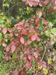 Vaccinium formosum